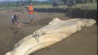 Nampak ekor hiu tutul yang terdampar di Muara Mbaduk Pesanggaran Banyuwangi, terpotong (Istimewa)