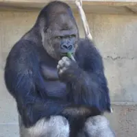 Shabani, gorila Tampan yang digandrungi gadis-gadis di Jepang | foto : istimewa