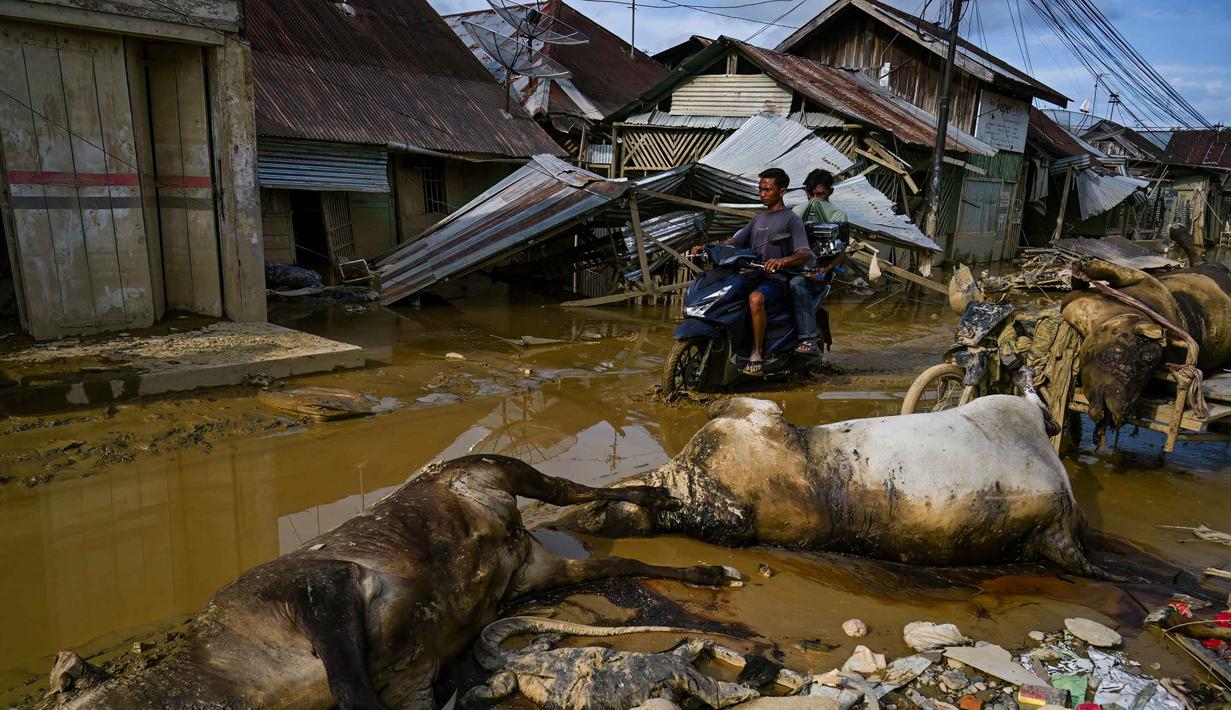 Sementara itu, sejak beberapa hari terakhir, di beberapa titik di wilayah Kabupaten Aceh Tamiang, warga memilih untuk tidur di beberapa titik di pinggir jalan. Warga juga terpaksa hidup berdampingan dengan bau tidak sedap yang sangat menyegat, entah itu dari manusia yang sudah meninggal atau hewan yang sudah mati. Tampak dalam foto, warga terdampak banjir bandang mengendarai sepeda motor mereka di jalanan berlumpur dan melewati bangkai sapi (bawah) di Aceh Tamiang, Provinsi Aceh, pada Sabtu 6 Desember 2025. (YT HARIONO/AFP)