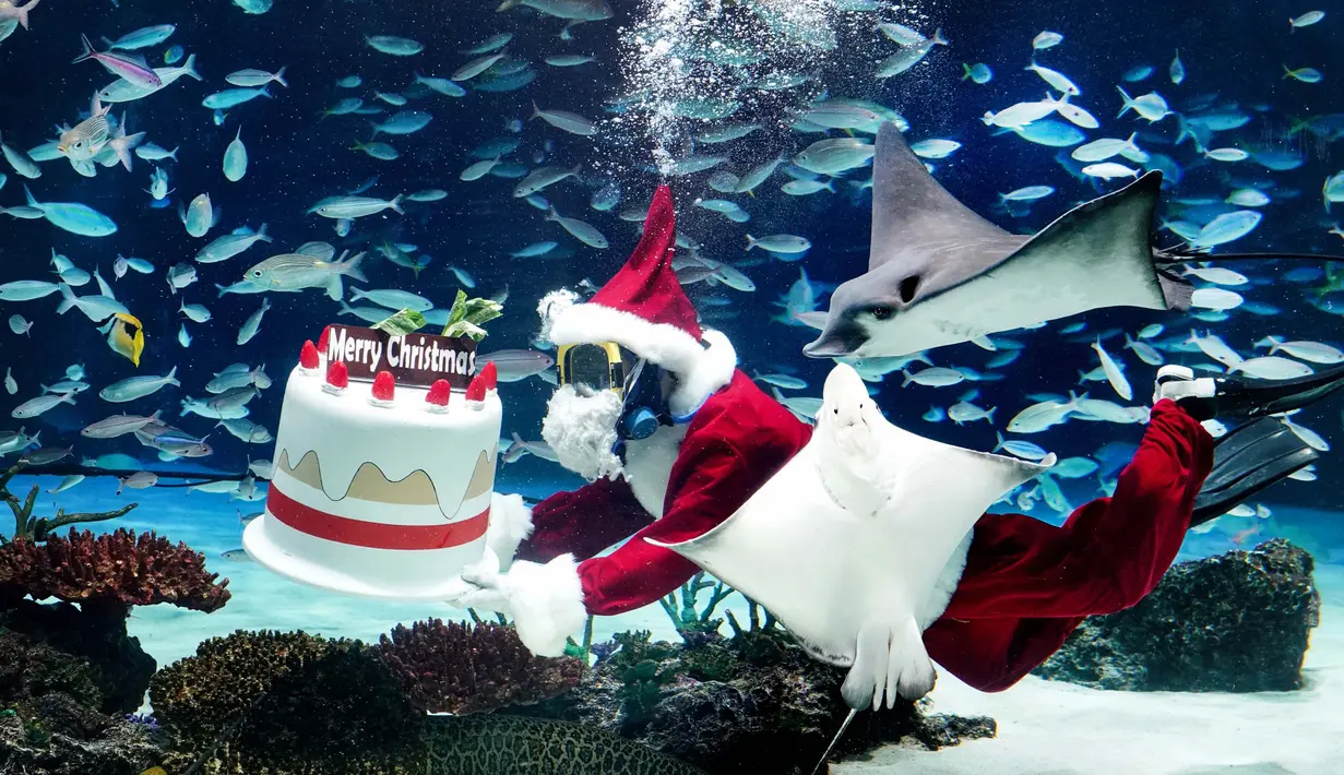 Sinterklas juga terlihat membawa kue bertuliskan Merry Christmas. (Kazuhiro NOGI/AFP)