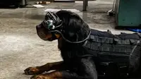 Anjing Militer AS Akan Pakai Kacamata AR. Dok: Command Sight