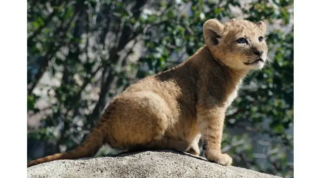 7 Potret Bahati, Bayi Singa yang Jadi Role Model Simba di The Lion King Live Action