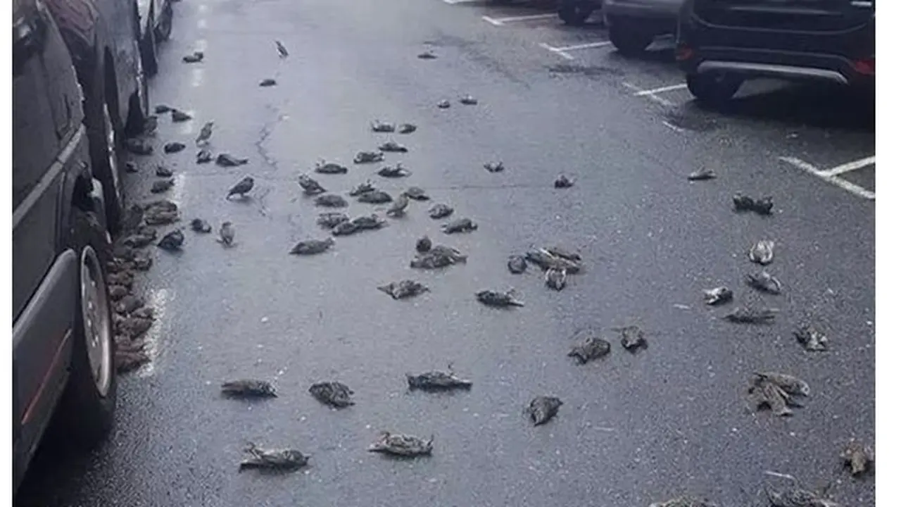 Ratusan Burung Mati Mendadak Secara Misterius di Sekitar Rumah Sakit Jadi Sorotan