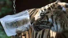 Seekor harimau mengendus balok es berisi sepotong daging di kebun binatang Roma atau disebut Bioparco di Roma, Italia, 13 Juli 2016. Akibat udara panas, pihak pengelola kebun binatang berinisiatif untuk memberi es krim pada para hewan. (Tiziana FABI/AFP)