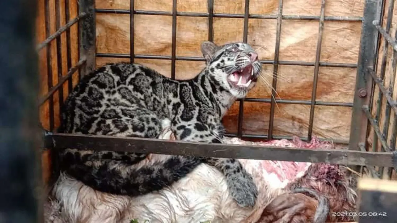 Macan dahan  masuk perangkap di Kabupaten Limapuluh Kota. (Dok BKSDA Limapuluh Kota).