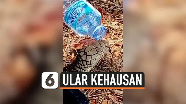 KEHAUSAN, KING KOBRA MINUM AIR DARI BOTOL