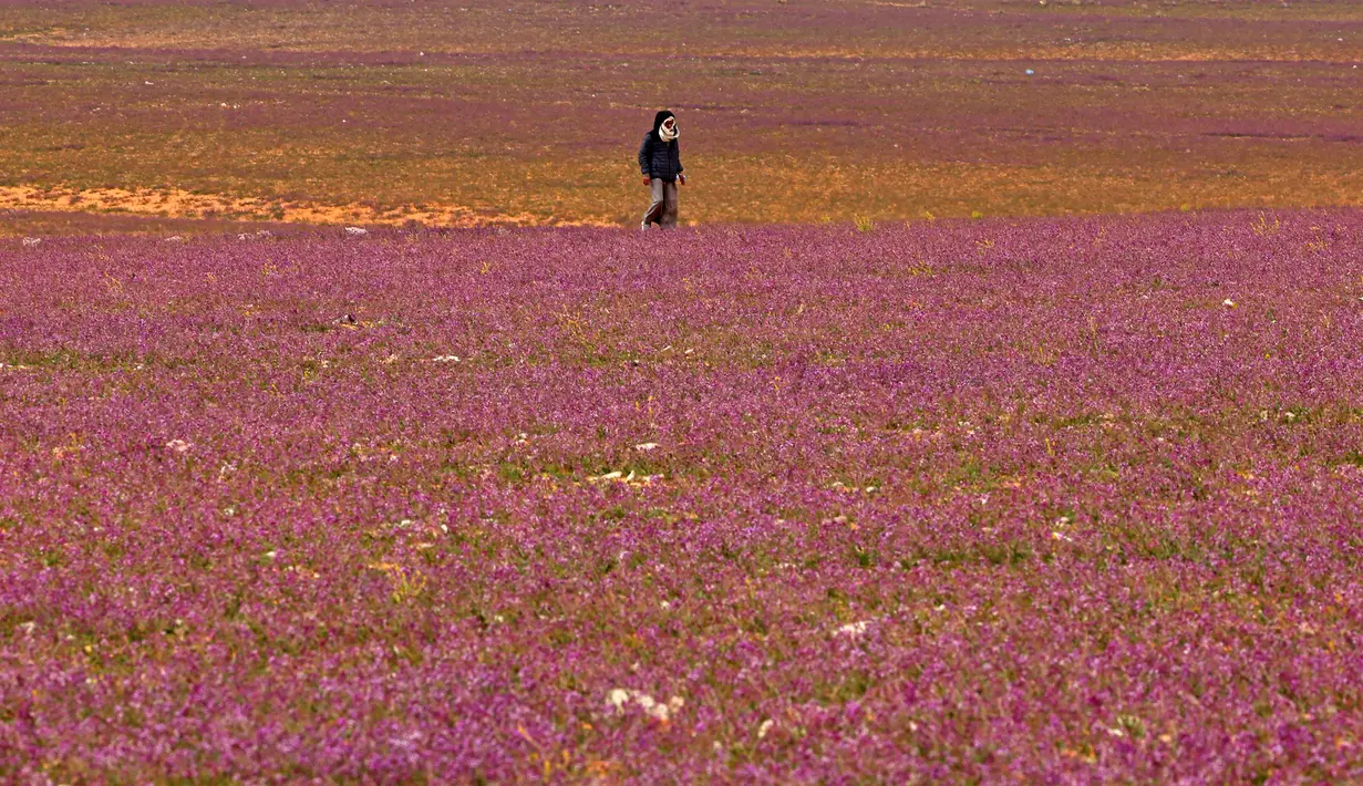 Seorang pria berjalan di gurun pasir yang ditumbuhi bunga lavender di kota Rafha, dekat perbatasan dengan Irak, pada 13 Februari 2023. Sebelum ini, potret pegunungan tandus berubah menghijau di Kota Makkah sudah lebih dulu menarik perhatian, awal tahun 2023. (Fayez Nureldine / AFP)