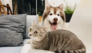 Mau Pelihara Kucing atau Anjing? Kenali Dulu Perbedaan Karakter Masing-Masing