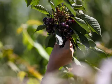 Buah ceri terlihat di sebuah kebun buah di Young, Negara Bagian New South Wales, Australia, 12 Desember 2020. Kota Young setiap tahunnya menghasilkan salah satu ceri berkualitas terbaik di dunia. (Xinhua/Bai Xuefei)