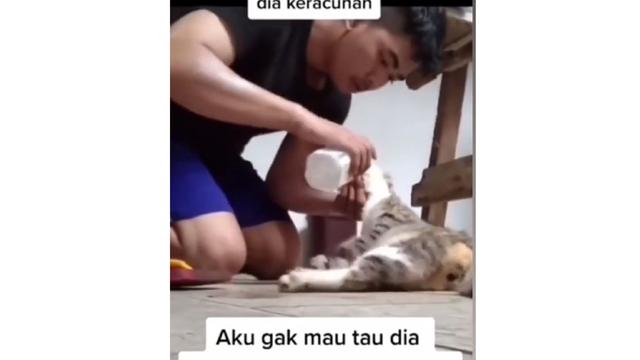 Kucing keracunan