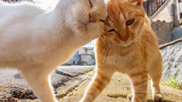 10 Potret Kocak Kucing Bucin sama Pasangannya Ini Bikin Iri