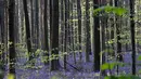 Pemandangan bunga bluebells liar, yang mekar sekitar pertengahan April, mengubah lantai hutan menjadi biru, membentuk karpet di Hallerbos, juga dikenal sebagai 'Hutan Biru', dekat Halle, Belgia (18/4). (Reuters/Yves Herman)