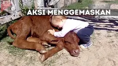 Aksi Menggemaskan Seorang Balita Memeluk Bayi Sapi
