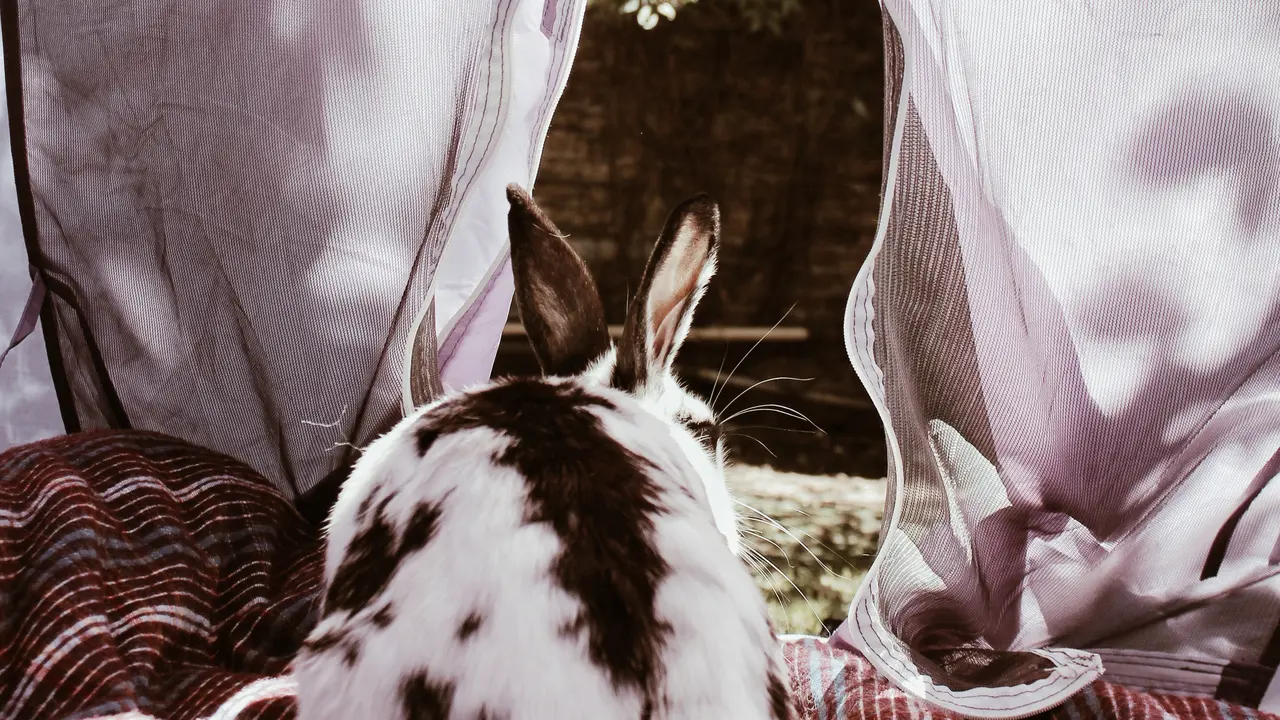 #WORLDANIMALDAY / Hari Hewan Sedunia / Image: Photo by Julián Gentilezza on Unsplash