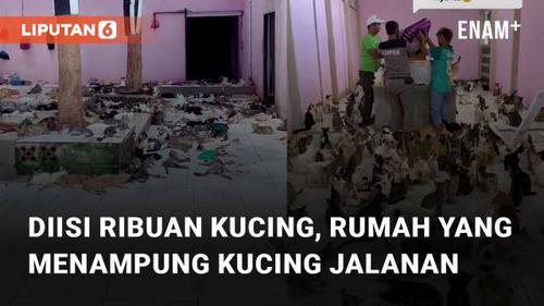 VIDEO: Diisi Ribuan Kucing, Ini Dia Sebuah Rumah Singgah yang Menampung Kucing Jalanan