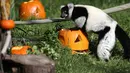 Lemur berlorek hitam-putih memakan biji labu yang diletakkan dalam kadang Kebun Binatang San Francisco, California, 26 Oktober 2018. Lemur di kebun binatang itu menerima labu berisi kudapan untuk merayakan Halloween. (Justin Sullivan/Getty Images/AFP)