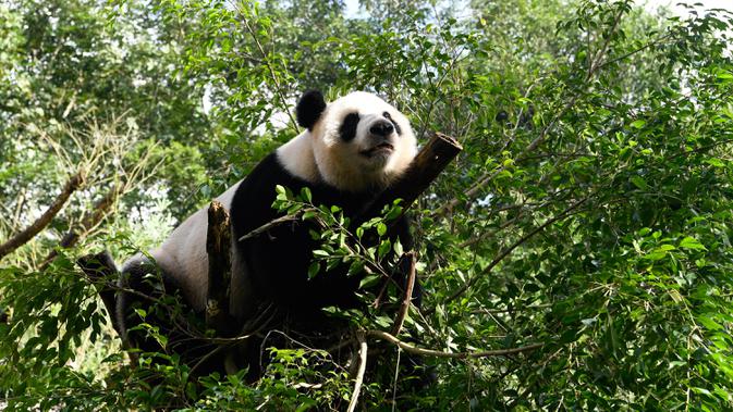 Panda raksasa Gonggong bermain di Kebun Raya dan Taman Margasatwa Tropis Hainan, Haikou, ibu kota Provinsi Hainan, China selatan, pada 26 Oktober 2020. (Xinhua/Yang Guanyu)