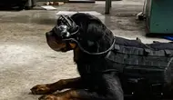 Kantongi Rp 3,6 Triliun, AS Bikin Anjing Militer Hasil Rekayasa Genetika