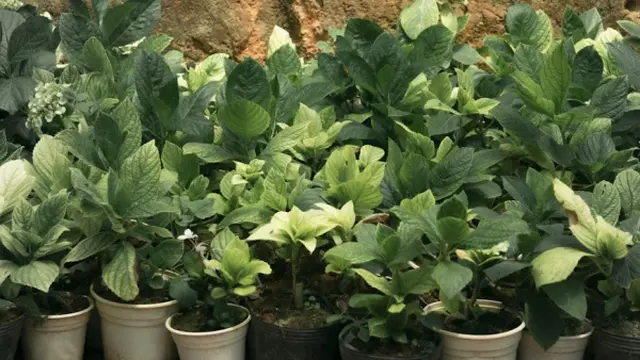 Ilustrasi Menanam Sayuran di Pot (Photo by Tuyen Vo on Unsplash)