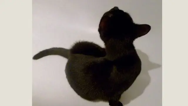 6 Ilusi Optik Kucing Hitam Ini Bikin Bingung, Perlu Kucek Mata