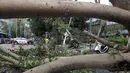 Pohon tumbang akibat Topan Dujuan terlihat melintang di jalanan Taipei, Taiwan, Selasa (29/9/2015). 24 orang mengalami cedera akibat topan raksasa Dujuan. (REUTERS/Pichi Chuang)