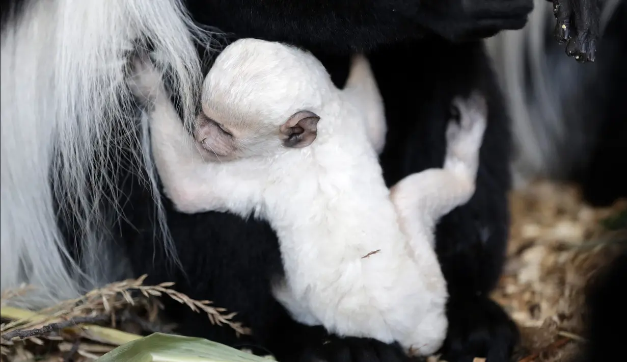 Bayi guereza yang baru lahir memegang guereza dewasa di kebun binatang di Praha, Republik Ceko, Rabu (26/2/2020). Bayi guereza dengan jenis kelamin yang masih belum diketahui tersebut lahir pada 24 Februari 2020. (AP Photo/Petr David Josek)