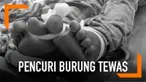 Seorang pencuri tewas dihajar warga setelah mencuri seekor burung.