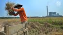 Petani memisahkan bulir padi dari tangkainya saat panen di sawah yang terletak di belakang PLTU Labuan, Pandeglang, Banten, Minggu (4/8/2019). Kurangnya pasokan beras dari petani akibat musim kemarau menyebabkan harga gabah naik. (merdeka.com/Arie Basuki)