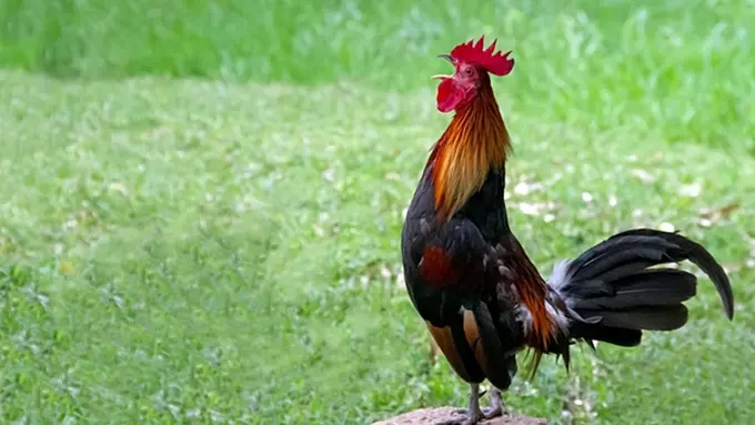 Yuk! Belajar Meniru Suara Hewan dengan Berbagai Bahasa di Dunia