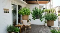 10 Tanaman Herbal Gantung untuk Rumah Kecil, Solusi Asri dan Praktis