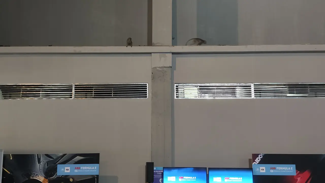 Monyet Liar di Media Center Formula E Jakarta