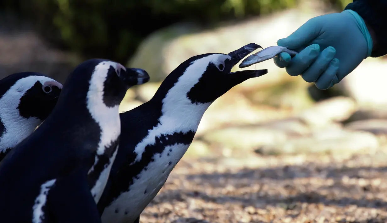 Penguin Afrika atau Penguin Jackass diberi makan selama persentasi spesies terancam punah kepada awak media di kebun binatang Roma, Kamis (27/12). Penguin Jackass memiliki pola berwana merah muda di bagian atas mata.  (AP/Alessandra Tarantino)