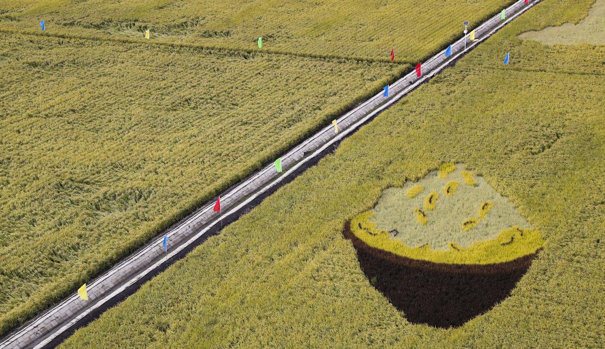 Sawah yang akan dipanen di sebuah area persawahan di Kota Fujin, Provinsi Heilongjiang, China timur laut (21/9/2020). Dalam beberapa hari terakhir, sekitar 2.667 hektare sawah di kota tersebut telah memasuki musim panen. (Xinhua/Zhang Tao)
