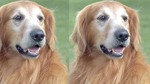 Foto: copyright dogguide.net