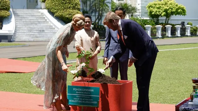 Raja Belanda Willem-Alexander dan Ratu Maxima menanam bibit pohon cendana bersama dengan Presiden Jokowi dan ibu negara Iriana Widodo.