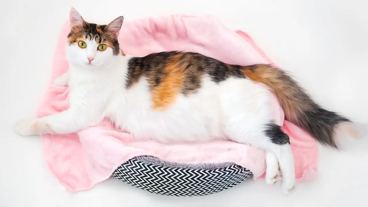 Kucing.
