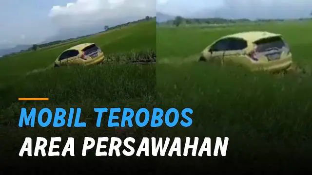Sebuah mobil terobos area persawahan. Kejadian itu terjadi di area persawahan Karang Bendo, Banyuwangi, Jawa Timur.