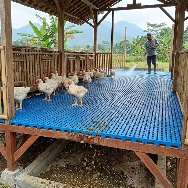 Jenis Alas Kandang Ayam yang Mudah Dibersihkan