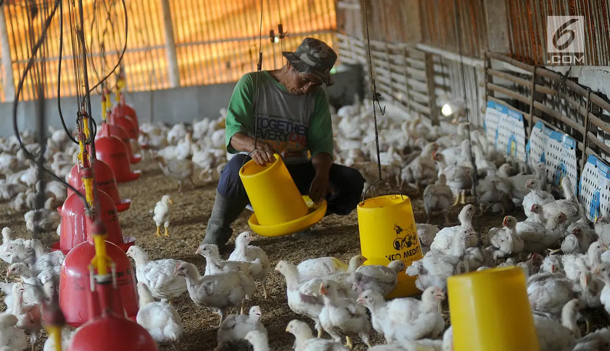 Peternak memberikan makan pada ayam pedaging broiler di kawasan Cipelang, Bogor, Jawa Barat, Selasa (24/7). Menurut peternak, kenaikan daging ayam disebabkan harga day old chicken (DOC) atau  bibit ayam yang fluktuatif. (Merdeka.com/Arie Basuki)