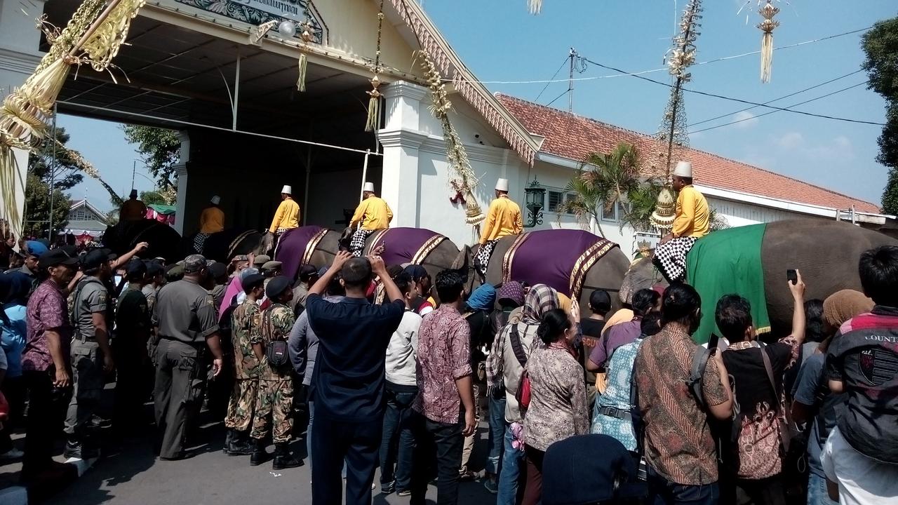7 Ekor Gajah Gembiraloka Kawal Kirab Paku Alam X