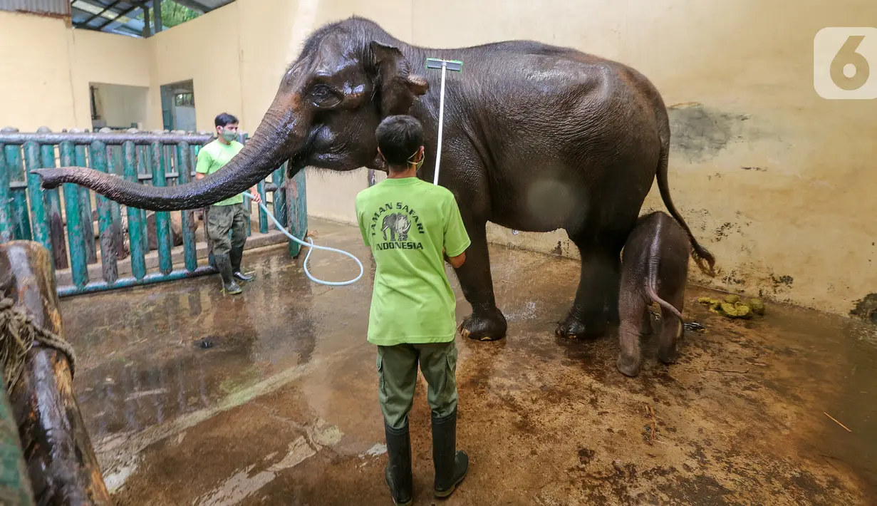 Keeper memandikan induk gajah betina bernama Nina dan bayi gajah bernama Covid, yang berusia 1 bulan di Taman Safari Indonesia Cisarua, Bogor, Jawa Barat, Rabu (27/5/2020). Bayi Gajah Covid yang lahir pada Selasa (28/4) mendapat perawatan rutin selama pandemi. (Liputan6.com/Fery Pradolo)