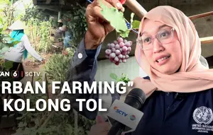 Dari Kumuh Jadi Produktif, Kolong Tol Disulap Menjadi Kebun "Urban Farming"