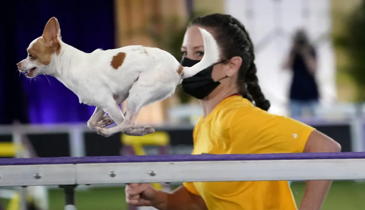 Chihuahua berlari menaiki tanjakan saat Kejuaraan Kelincahan Master Tahunan ke-8 dalam Westminster Kennel Club Dog Show di Lyndhurst Estate, Tarrytown, New York, AS, 11 Juni 2021. Pandemi COVID-19 membuat Westminster Kennel Club Dog Show tahun ini digelar tanpa penonton. (TIMOTHY A. CLARY/AFP)