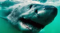 Hanya dibutuhkan sekitar 15 menit dan sedikit umpan kepala ikan tuna dan minyak sarden, agar hiu putih besar itu muncul ke permukaan.