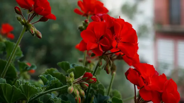 Geranium
