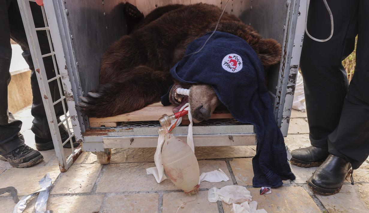 Mark terbaring setelah dibius di kandang transportasi saat diselamatkan di Tirana, Albania, Rabu (7/12/2022). Saat proses penyelamatan, beruang coklat malang ini menjadi penghuni yang terakhir di kandang kecil restoran tersebut. (AP Photo/Franc Zhurda)
