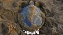 Penyu Hijau (Olive Ridley) bertelur di Pantai Rushikulya, India, Kamis (16/2). Pantai Rushikulya menjadi salah satu pantai yang paling sering didatangi ribuan penyu hijau untuk meletakkan telurnya. (AFP PHOTO / ASIT KUMAR)