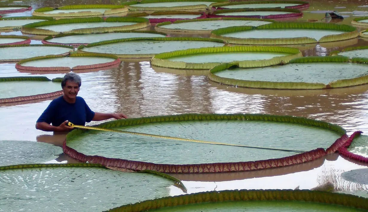 Bunga teratai raksasa (Victoria Amazonica) memiliki daun yang lebar hingga berdiameter 3 meter . Tanaman yang dapat ditemukan di cekungan Sungai Amazon, Amerika Selatan ini mampu menahan beban hingga 50 kg. (Victoria-advanture.org)