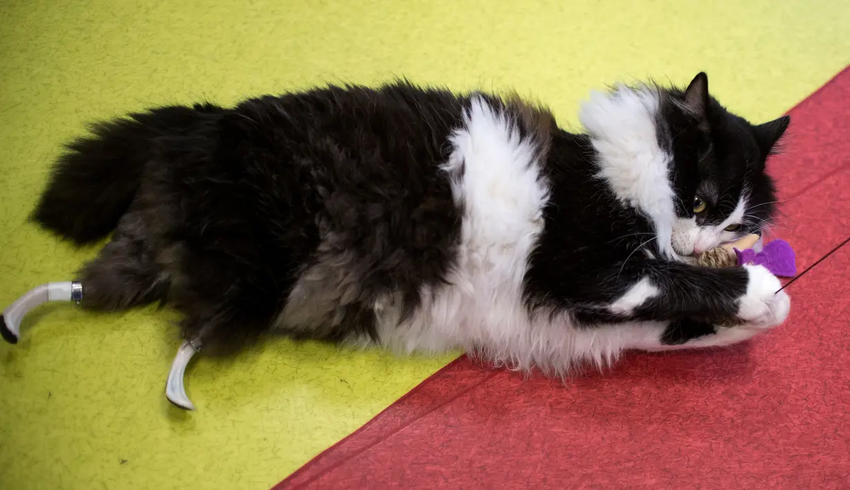 Pooh saat bermain dengan mainan di Sofia Central Vet Clinic, Bulgaria, (26/1). Berkat pertolongan dokter hewan Bulgaria, Vladislav Zlatinov yang memberikan kaki bionik titanium kepada Pooh. (AFP Photo/Nikolay Doychinov)