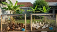 Perbandingan Ternak Itik Mojosari vs Itik Tegal, Mana Lebih Panen?